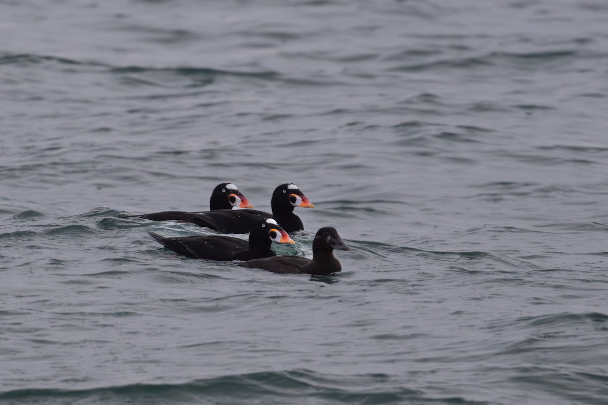 Surf Scoter - ML645369839
