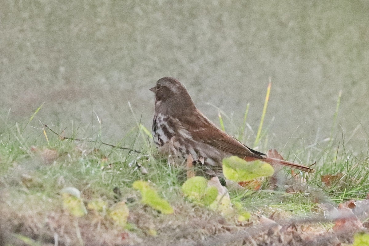 Fox Sparrow - ML645369843