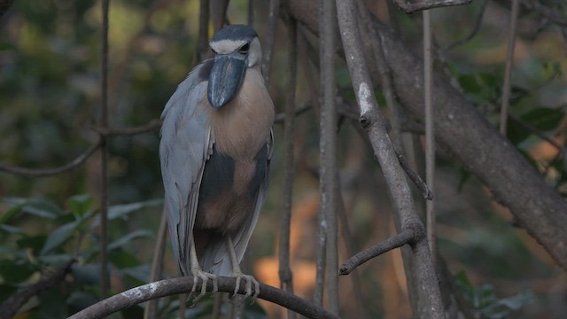 Boat-billed Heron - ML645369844