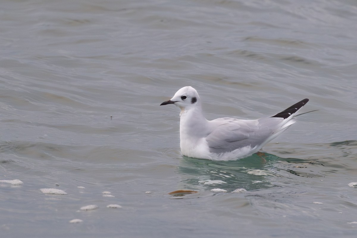 Bonaparte's Gull - ML645369845
