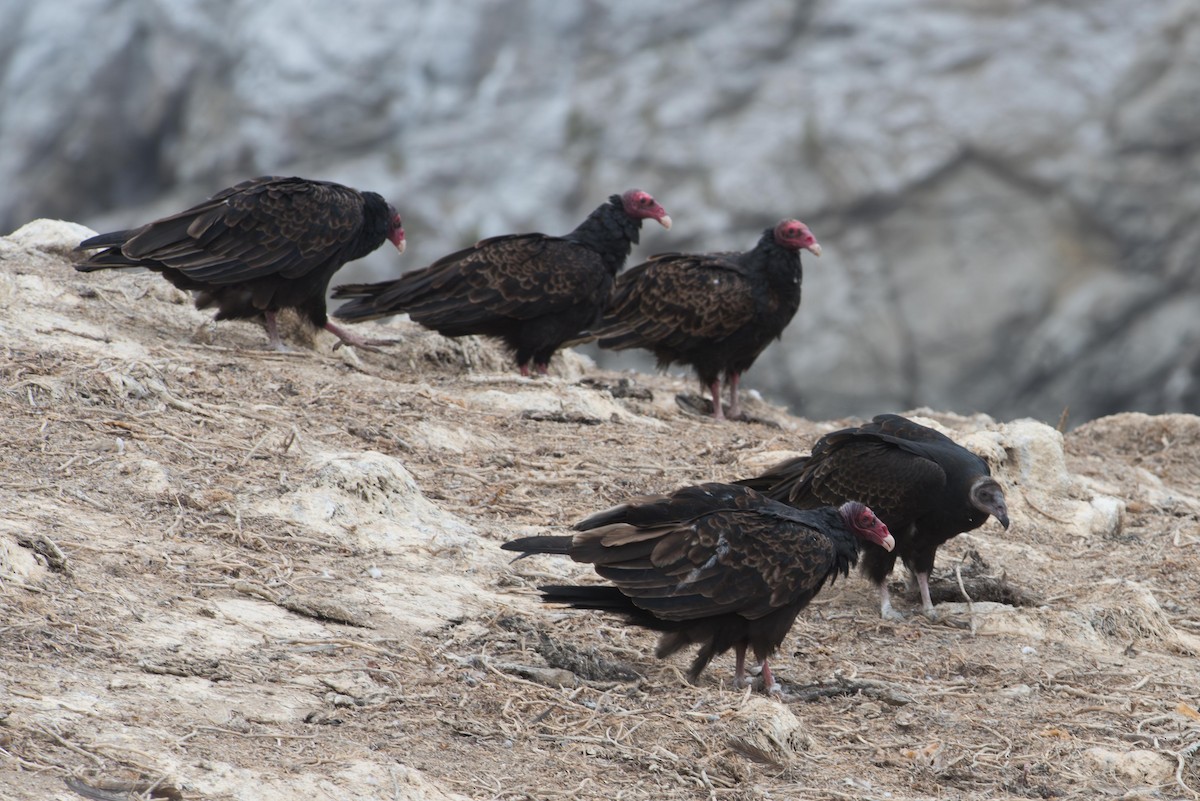Urubu à tête rouge - ML645369849