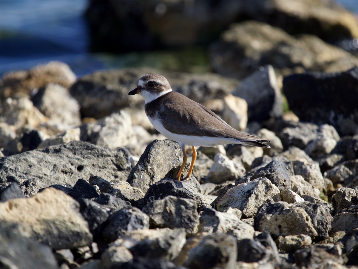 Txirritxo erdipalmatua - ML645369850