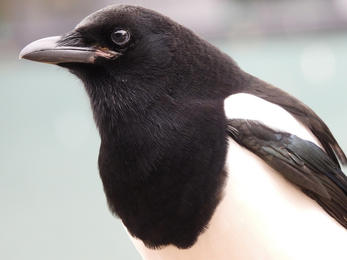 straka americká - ML645369857