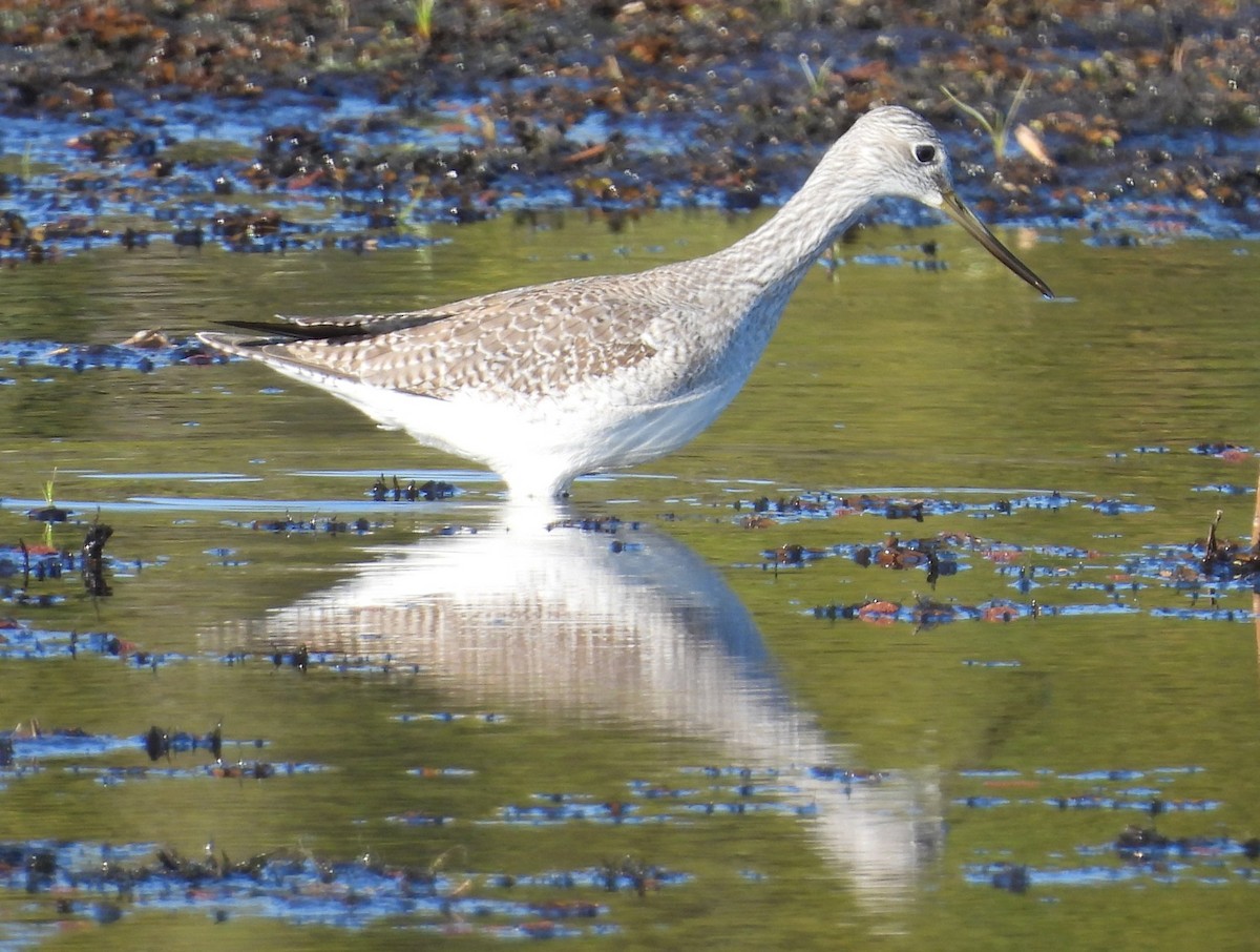 Greater Yellowlegs - ML645369858