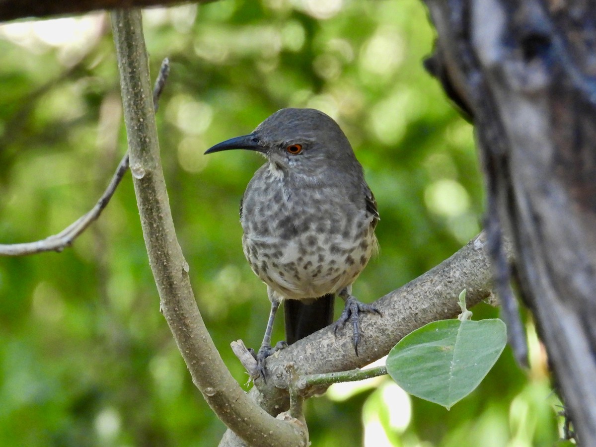 drozdec skvrnitoprsý - ML645369863