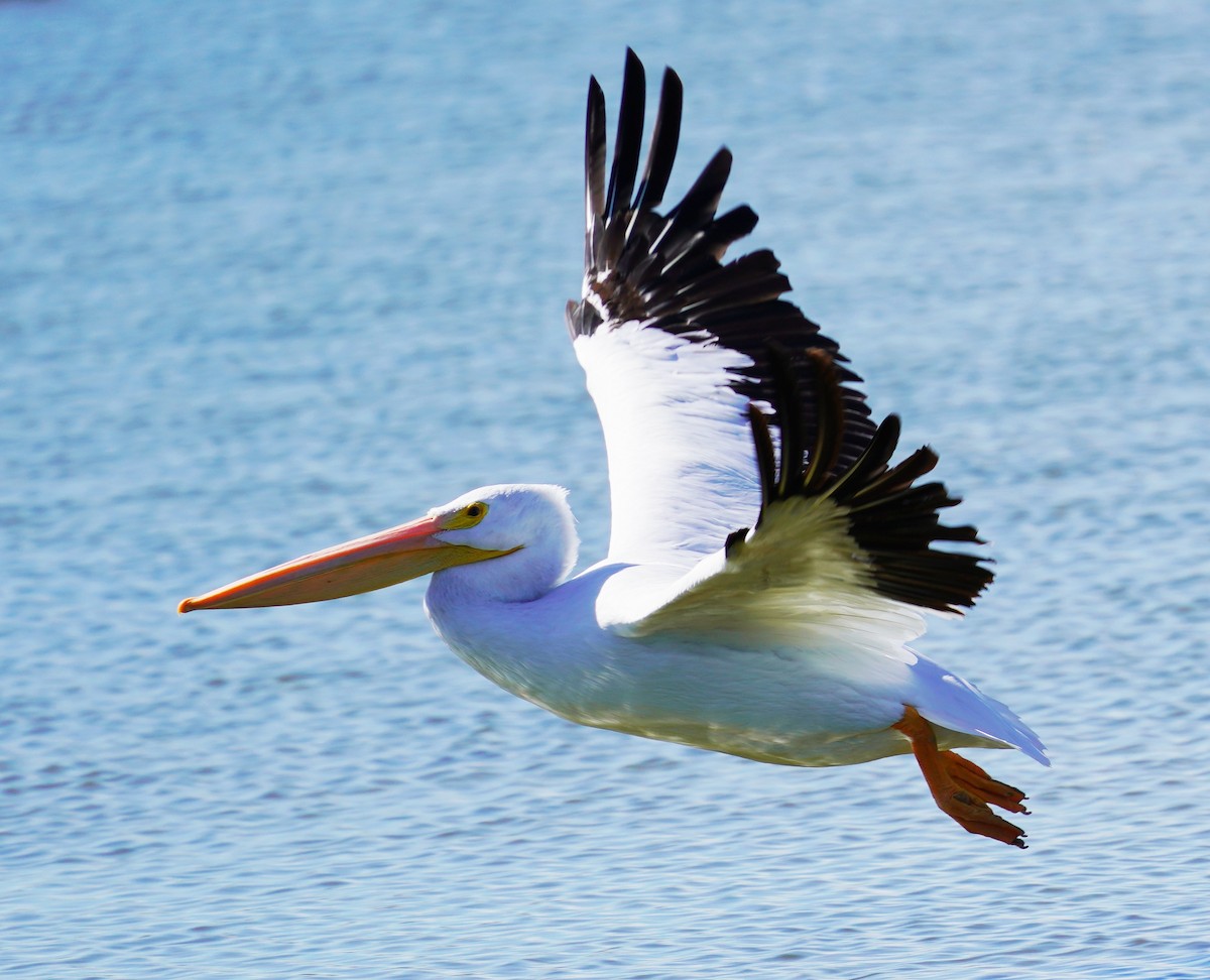 Pelikano zuri amerikarra - ML645369868