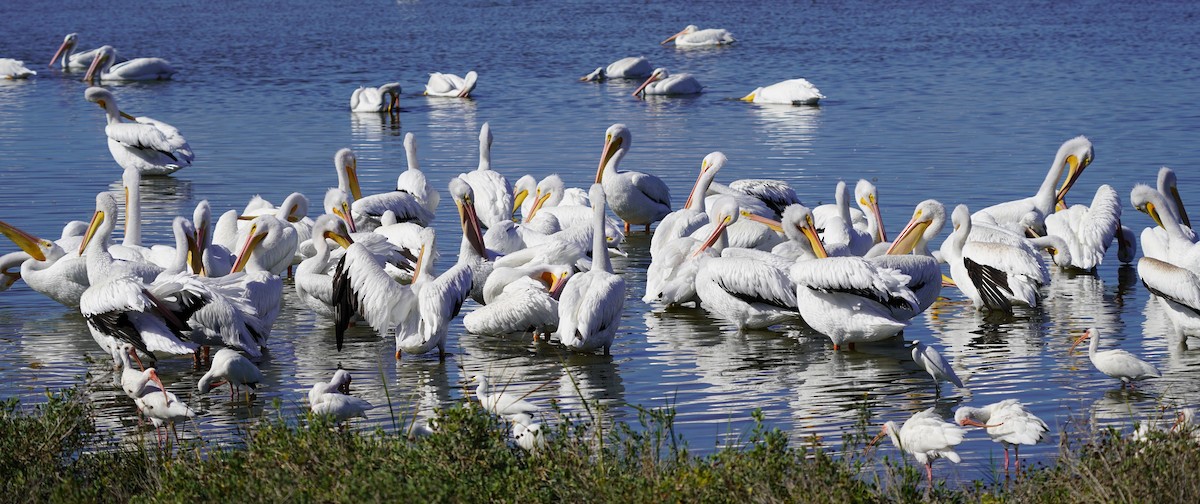 Pelikano zuri amerikarra - ML645369871