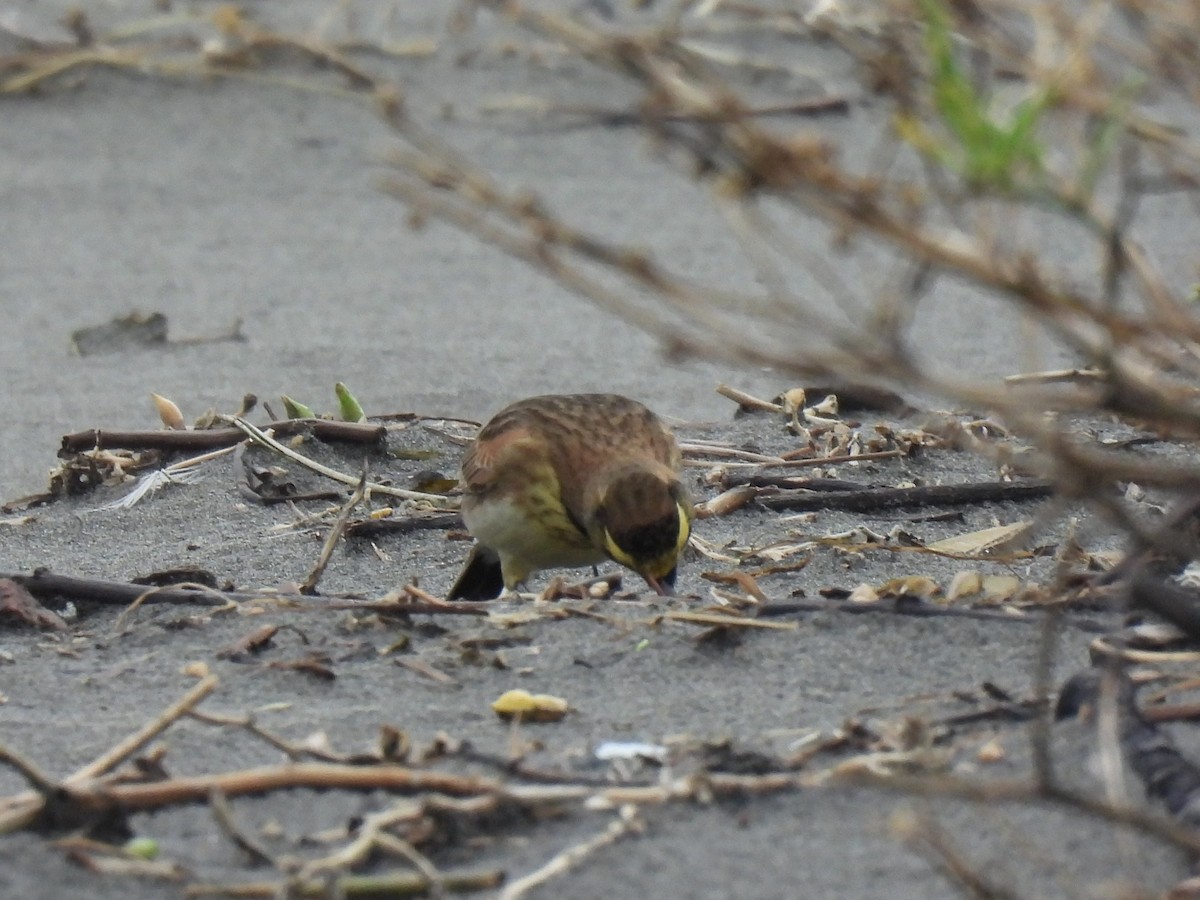 Hegatxabal adarduna - ML645369874