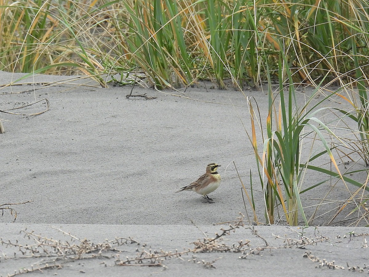 Hegatxabal adarduna - ML645369875