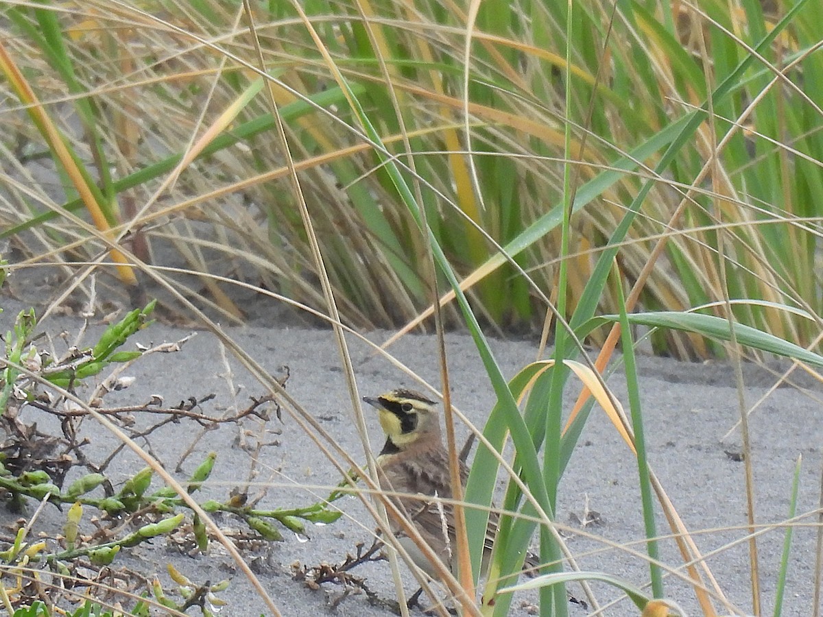 Hegatxabal adarduna - ML645369876