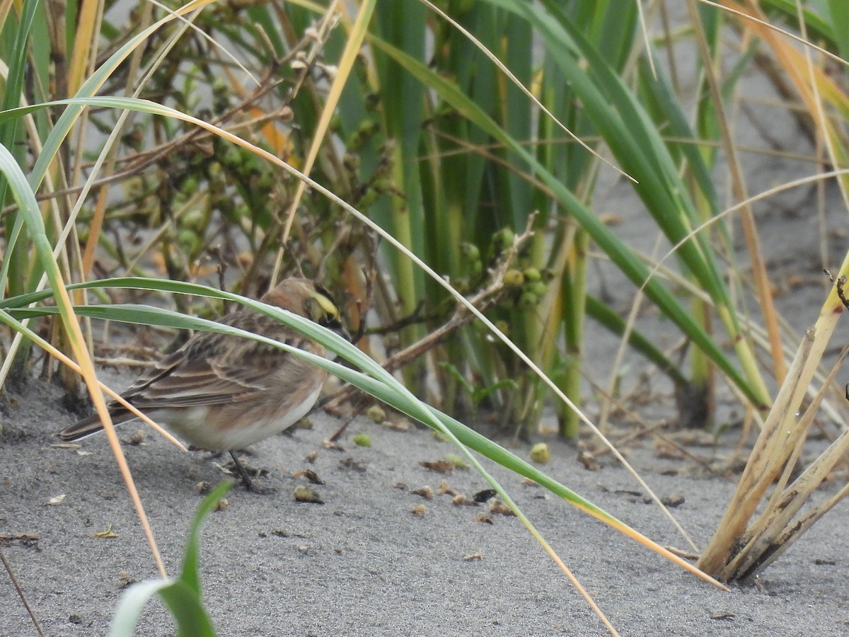 Hegatxabal adarduna - ML645369877