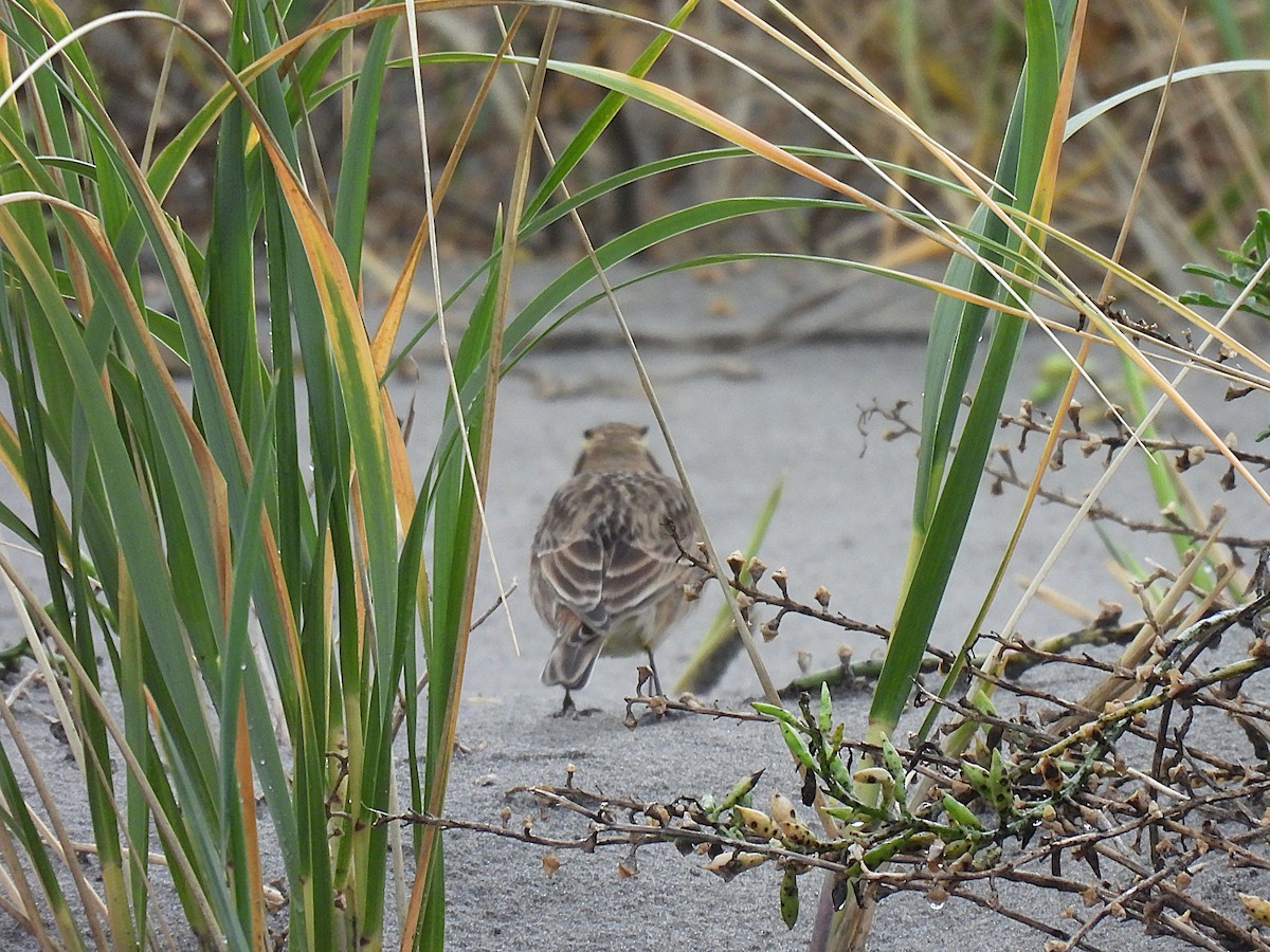 Hegatxabal adarduna - ML645369878