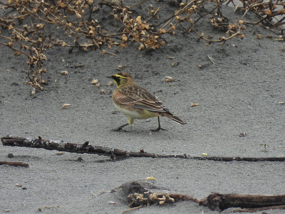 Hegatxabal adarduna - ML645369879