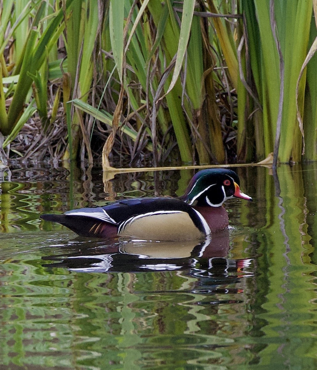 Ahate karolinarra - ML645369880