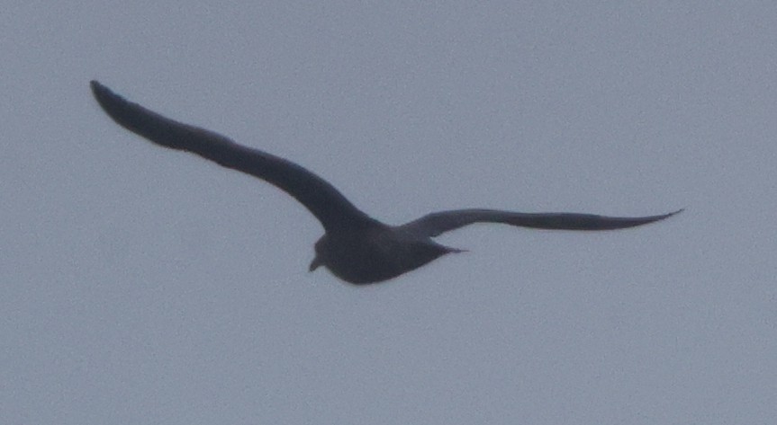 Kaio hauskara amerikarra - ML645369881