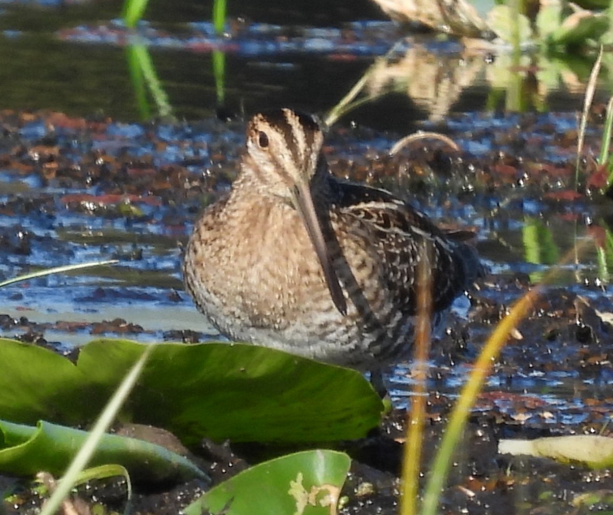 Wilson istingorra - ML645369882