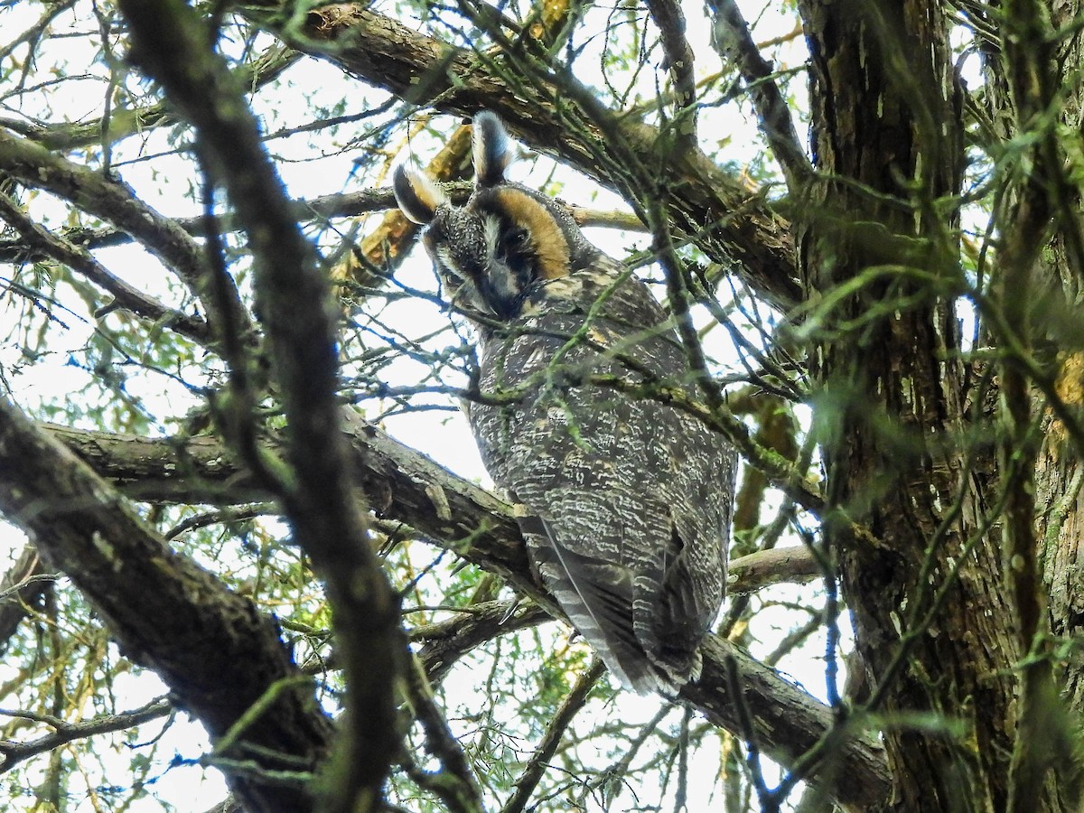 Hontz ertaina - ML645369885