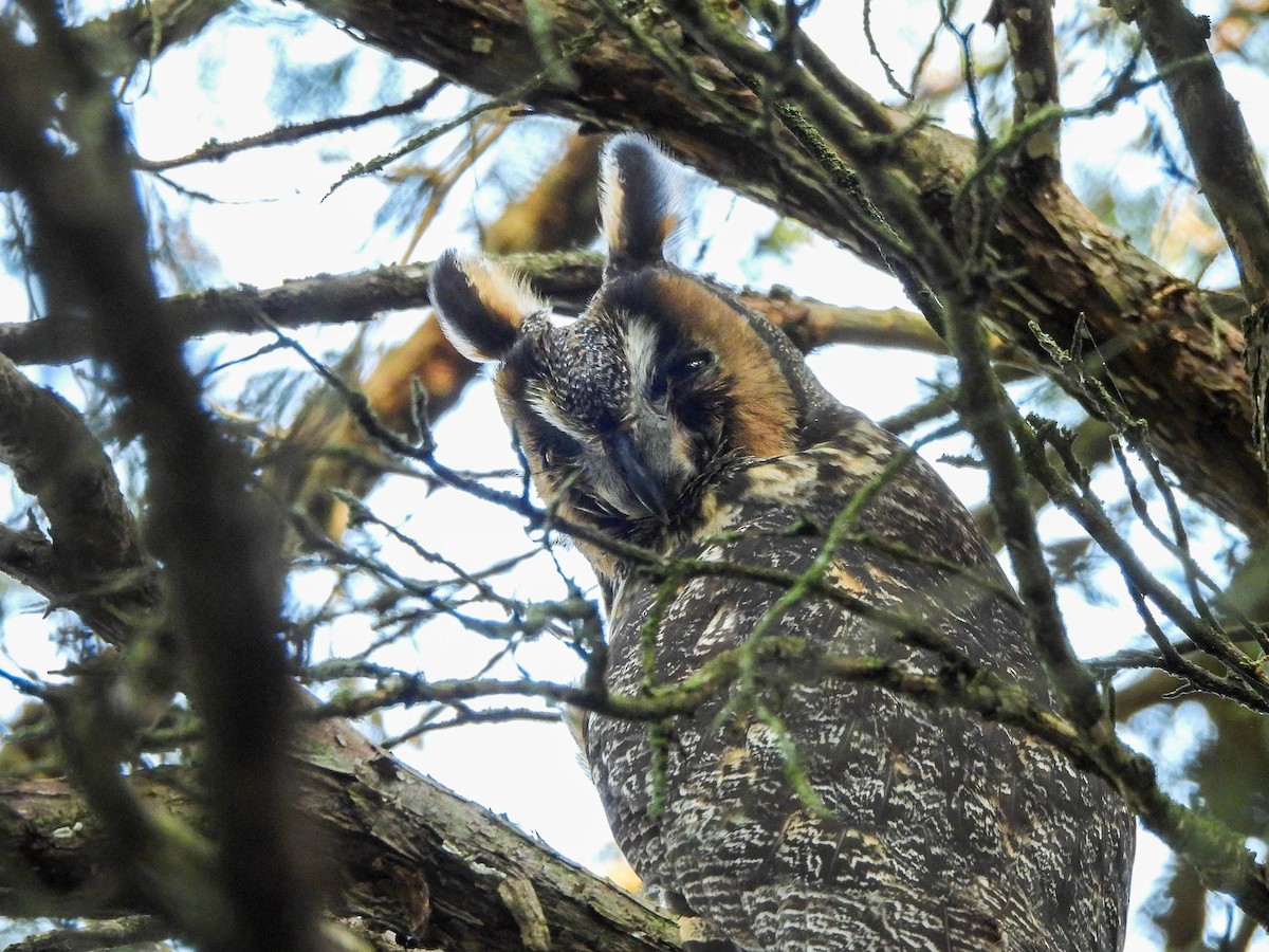 Hontz ertaina - ML645369888