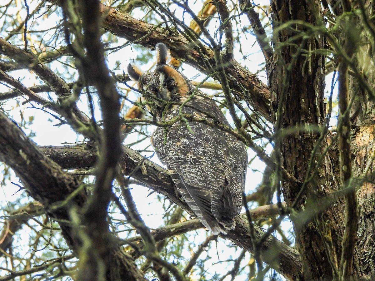 Hontz ertaina - ML645369889