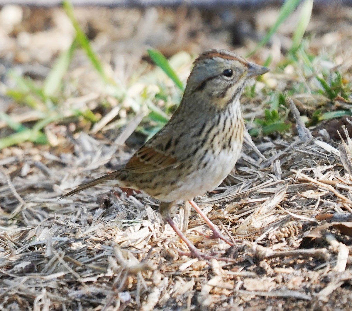 Lincoln's Sparrow - ML645369890