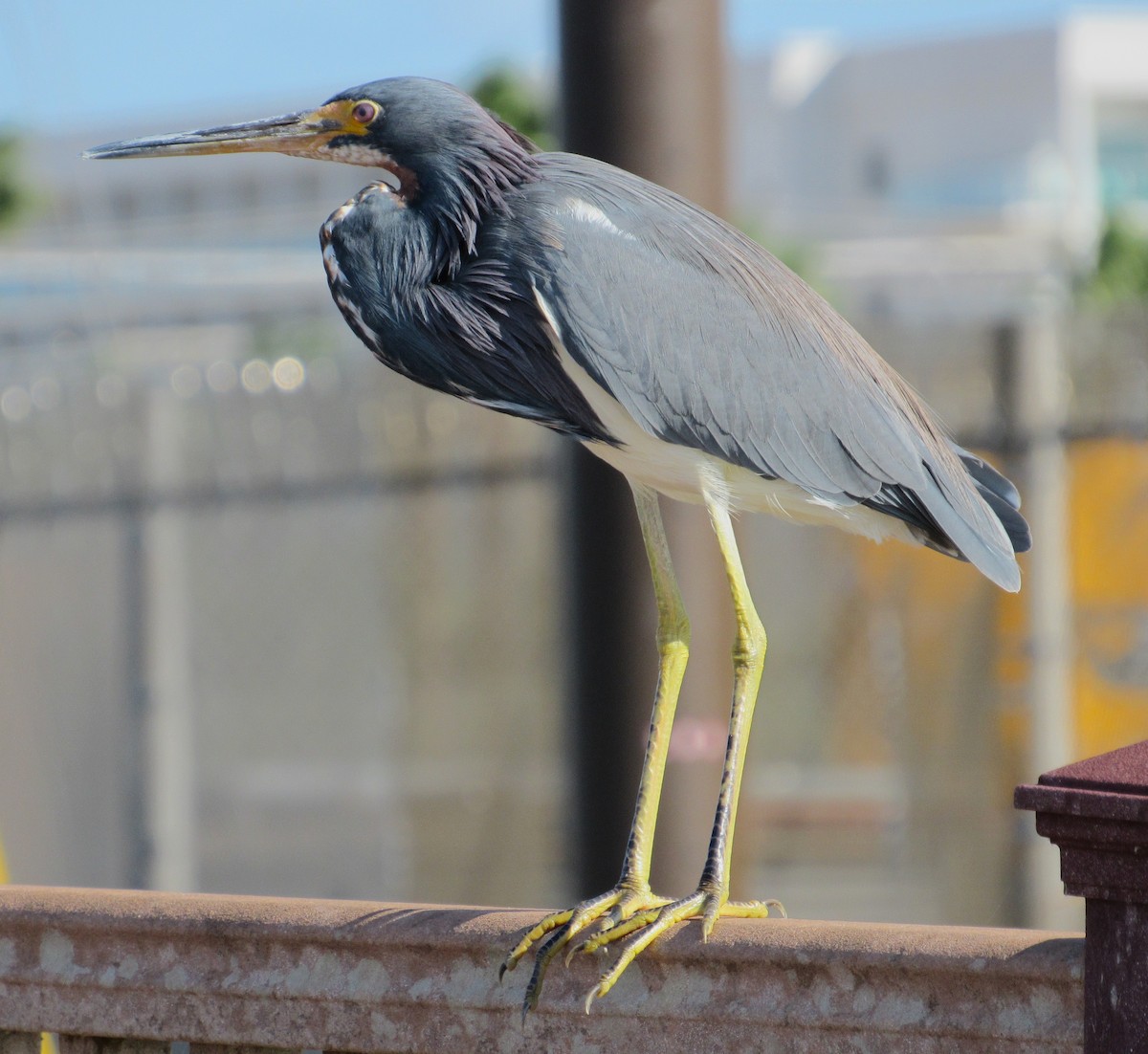 Koartzatxo hirukolorea - ML645369892