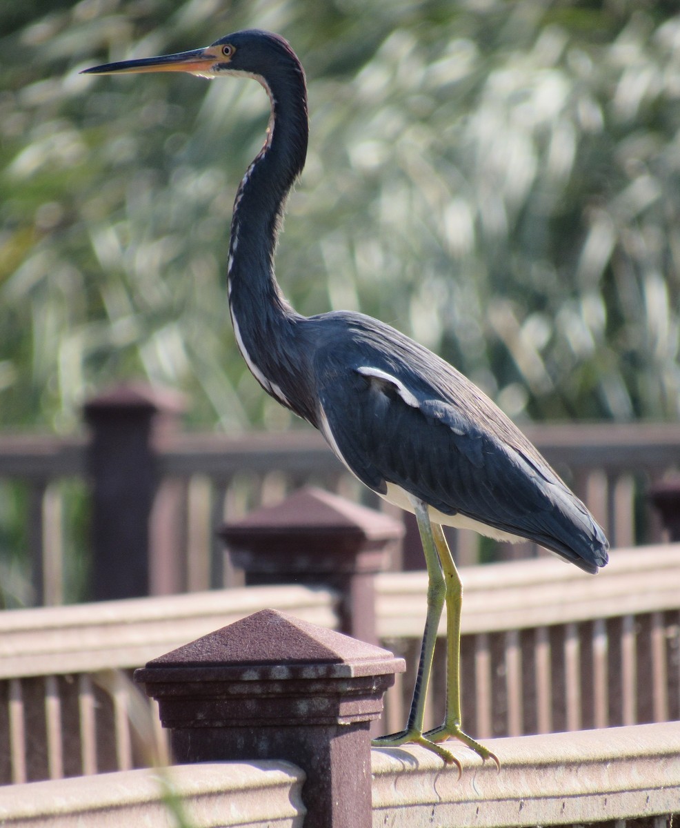 Koartzatxo hirukolorea - ML645369893