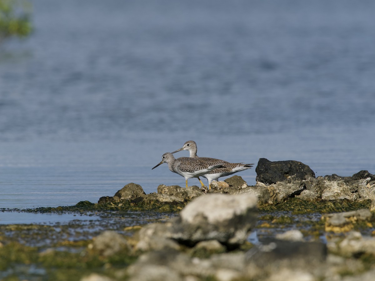 Kuliska hankahori handia - ML645369894