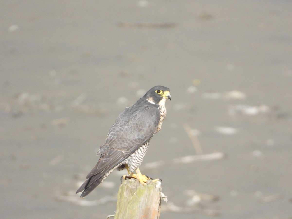 Belatz handia - ML645369895