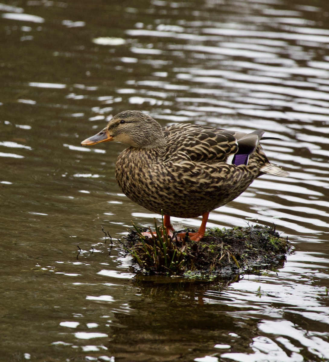 Basahatea - ML645369896