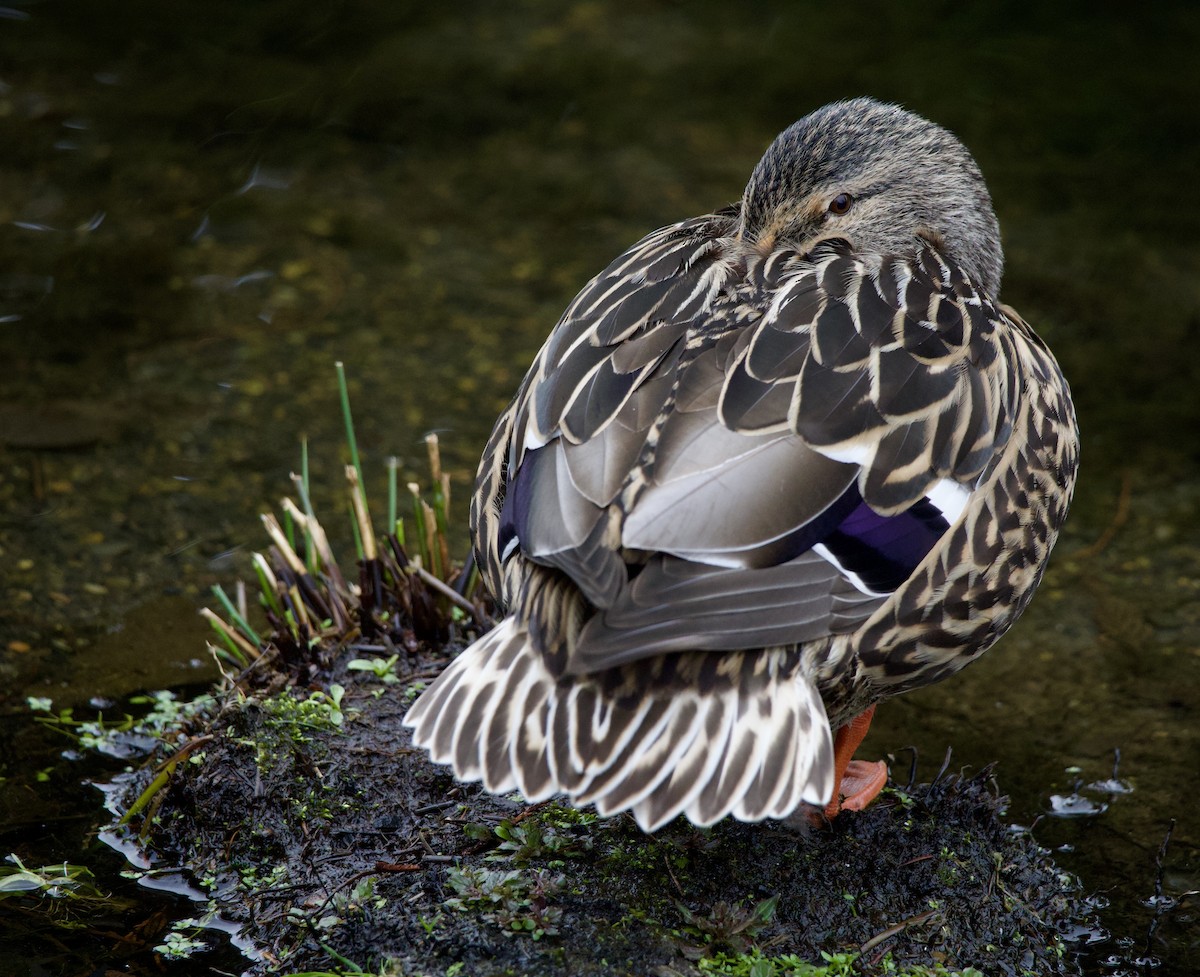 Basahatea - ML645369897