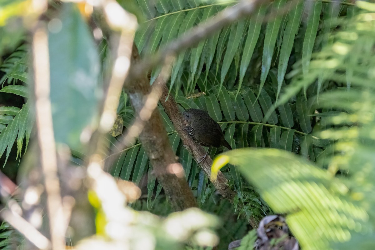 Mishmi Wren-Babbler - ML645369898