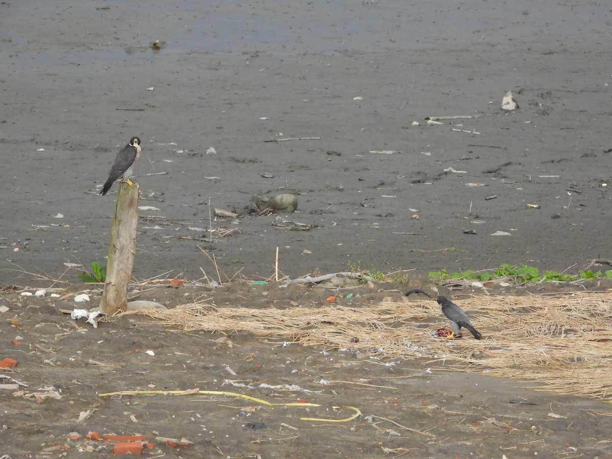 Belatz handia - ML645369901