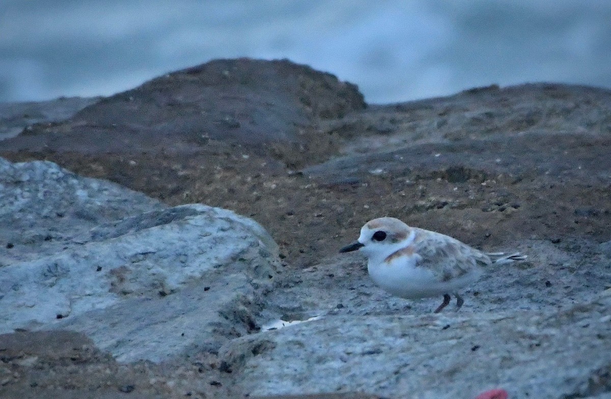 Malaysian Plover - ML645369902