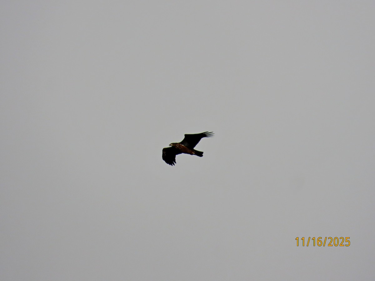 Itsas arrano buruzuria - ML645369904