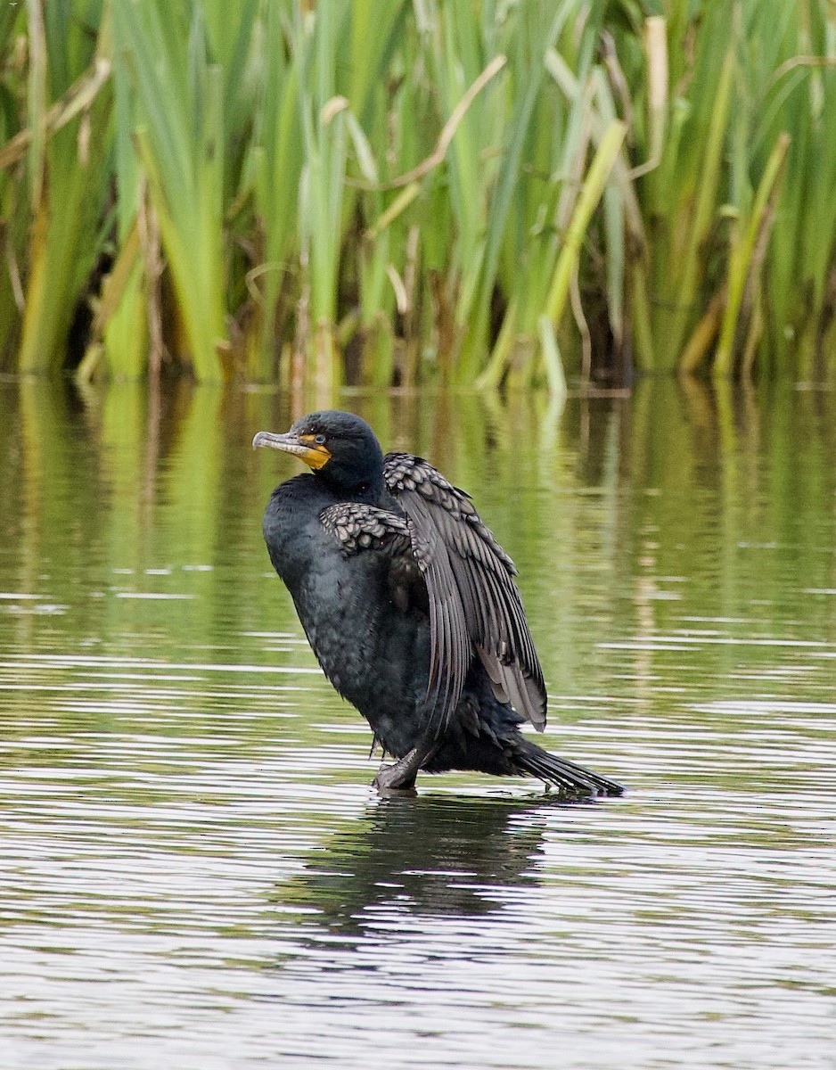 Double-crested Cormorant - ML645369920