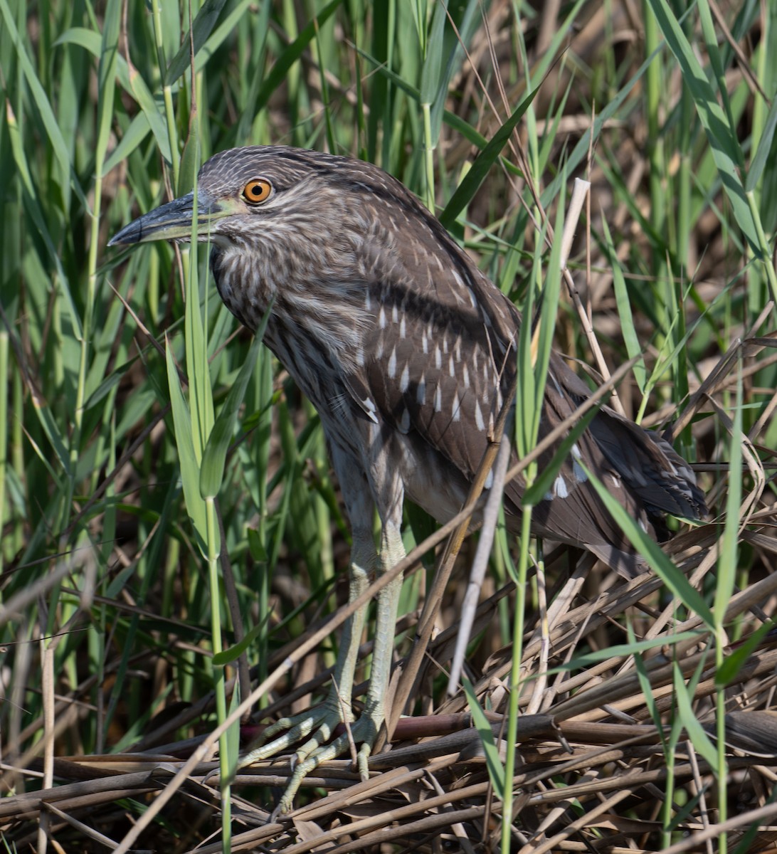 夜鷺 - ML645369940