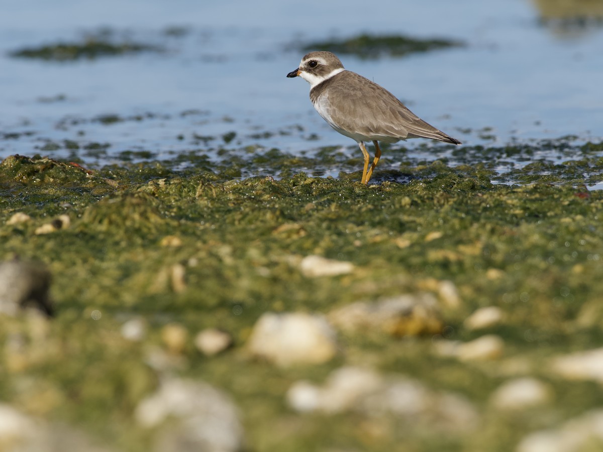 Txirritxo erdipalmatua - ML645369952