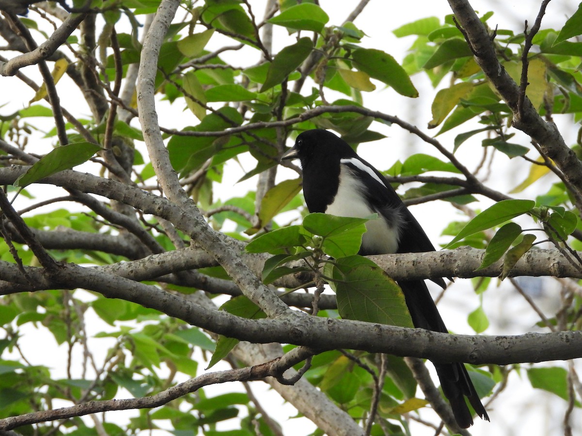 orientskjære - ML645369954