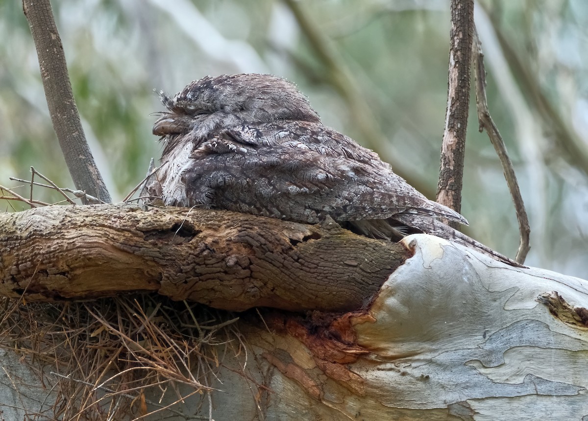Tawny Frogmouth - ML645369956