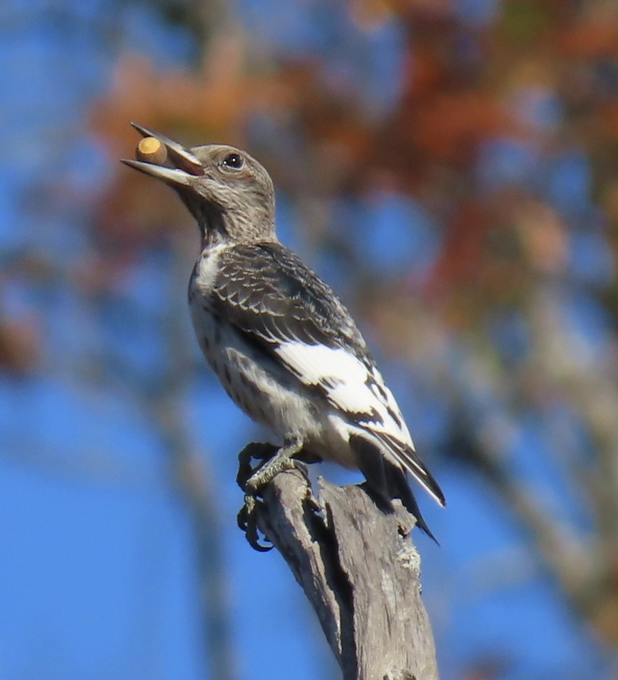 Red-headed Woodpecker - ML645369957