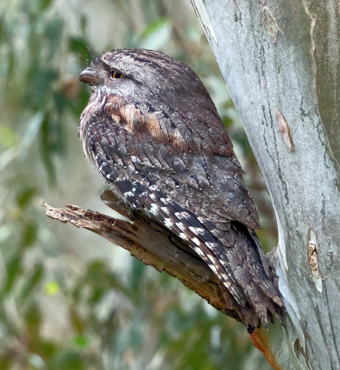 Tawny Frogmouth - ML645369967
