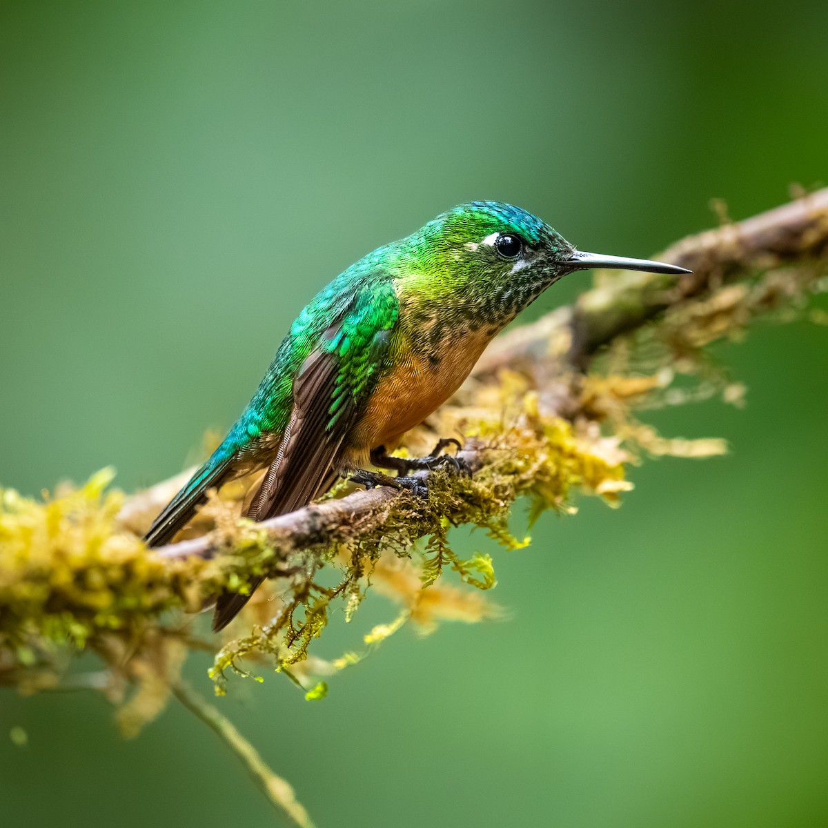 Long-tailed Sylph - ML645369971