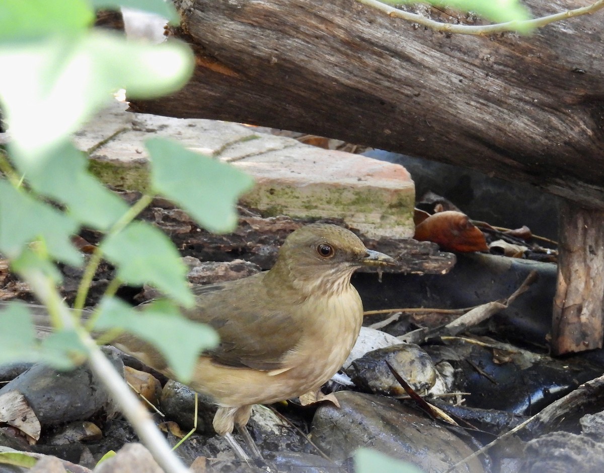 drozd hnědý - ML645369975