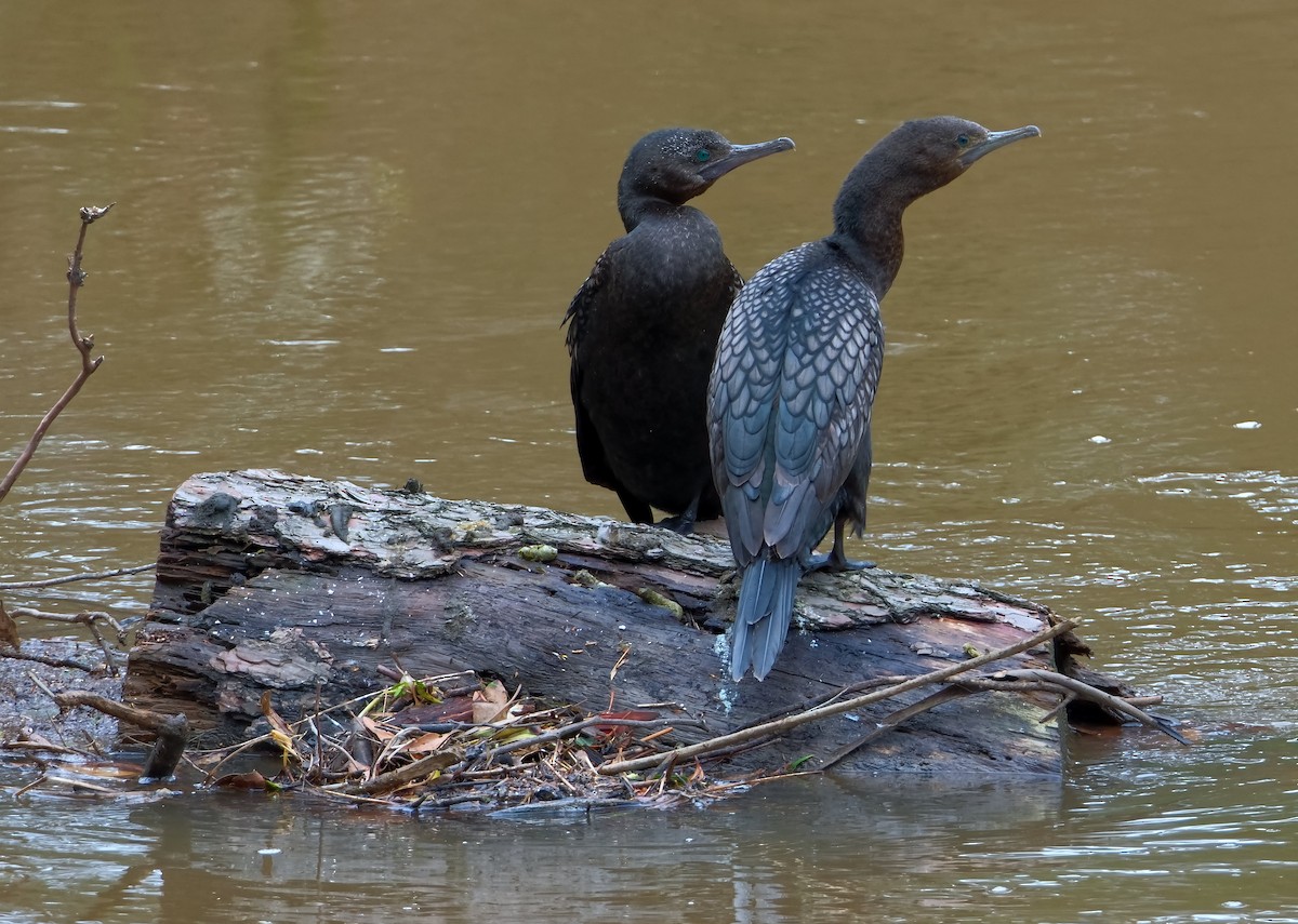 Little Black Cormorant - ML645369976