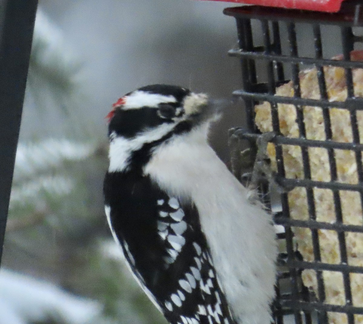 dunspett - ML645369985