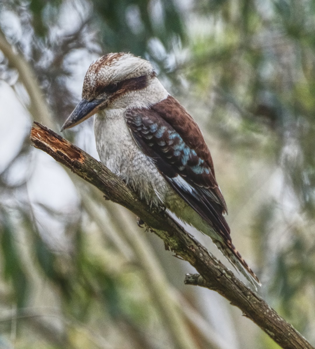 Laughing Kookaburra - ML645369986