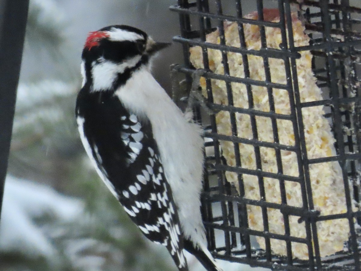 dunspett - ML645369987