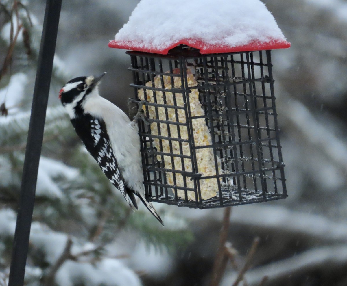 dunspett - ML645369988