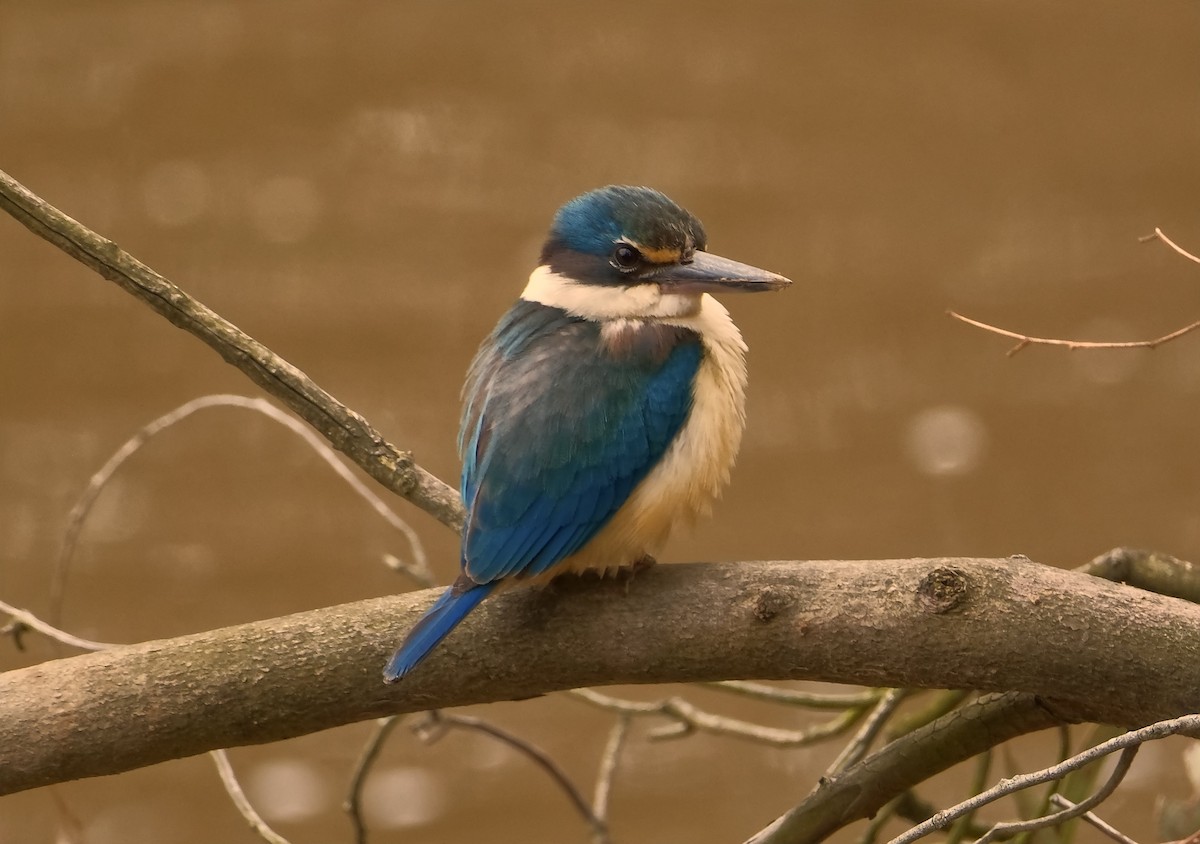 Sacred Kingfisher - ML645369996
