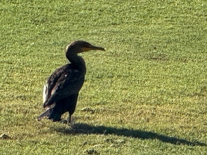 Double-crested Cormorant - ML645370003